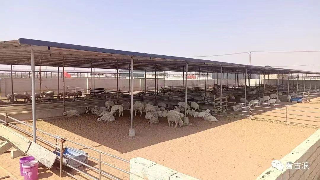 滩羊产业高质量发展实施方案,关于推进羊产业高质量发展的意见