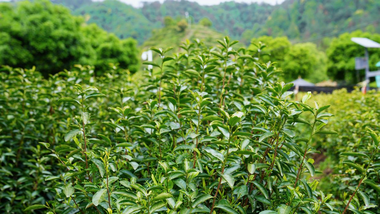 建德古村落美食有哪些特色,杭州的建德菜有什么特色