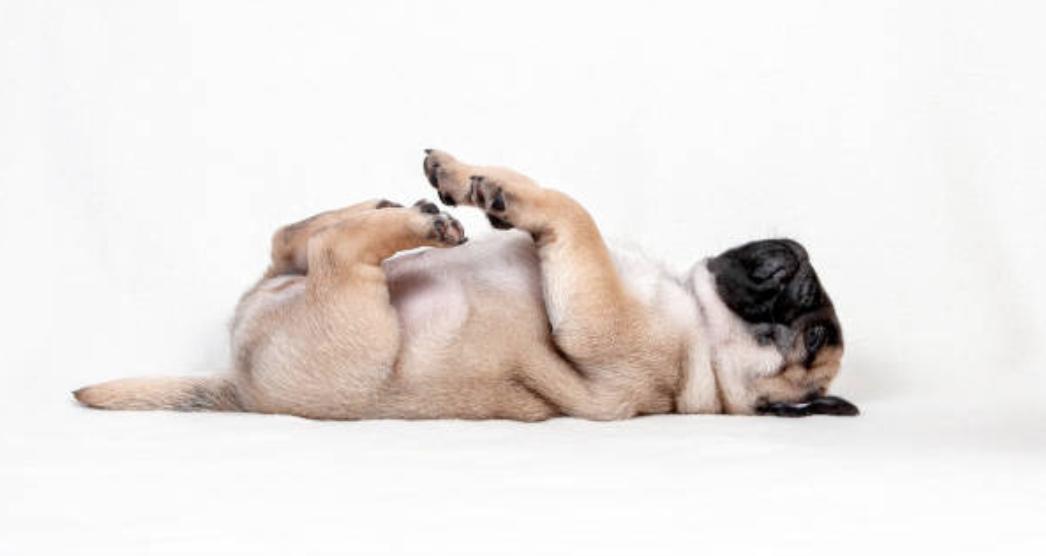 巴哥犬的优点和缺点,巴哥犬的五大优点和缺点