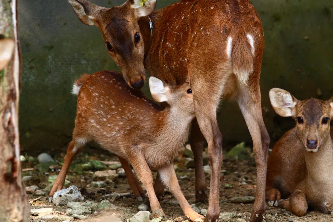 来认识长在石头上的植物,成都有哪些生物
