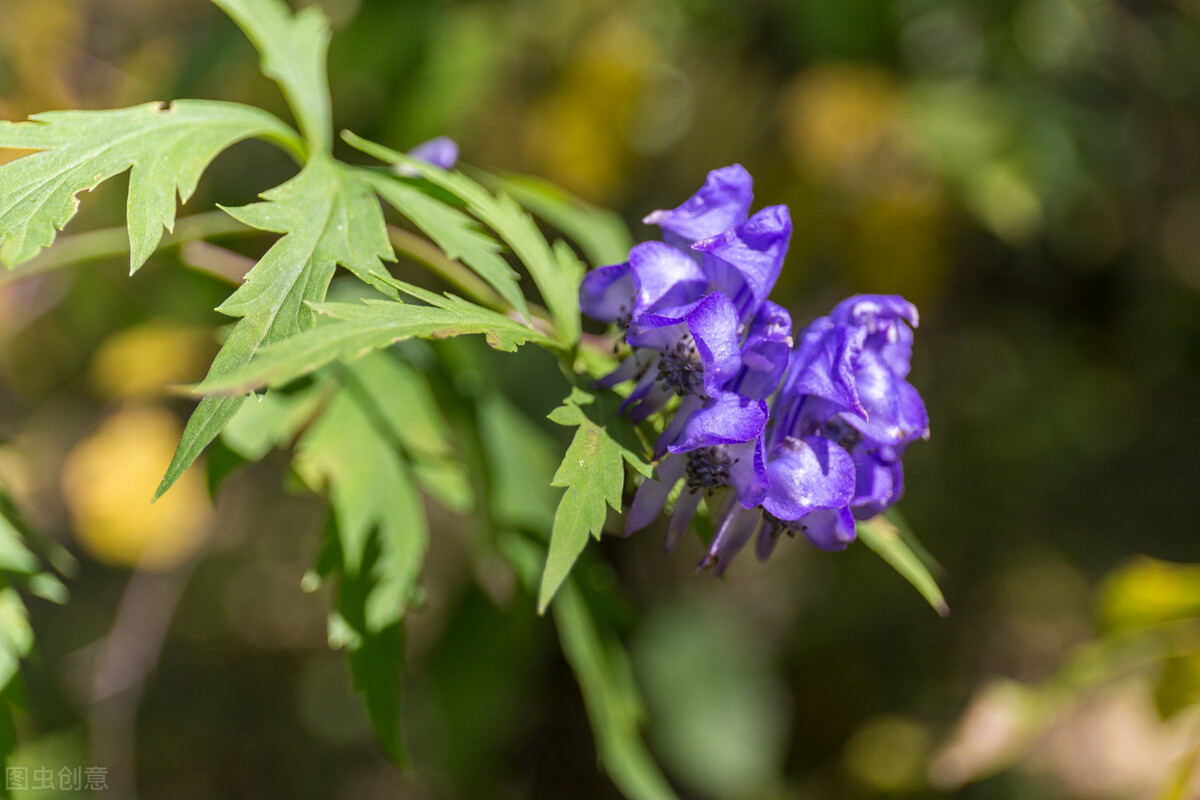 唐朝诡事录里的长安红茶是什么,唐朝诡事录长安红茶真相在哪一集