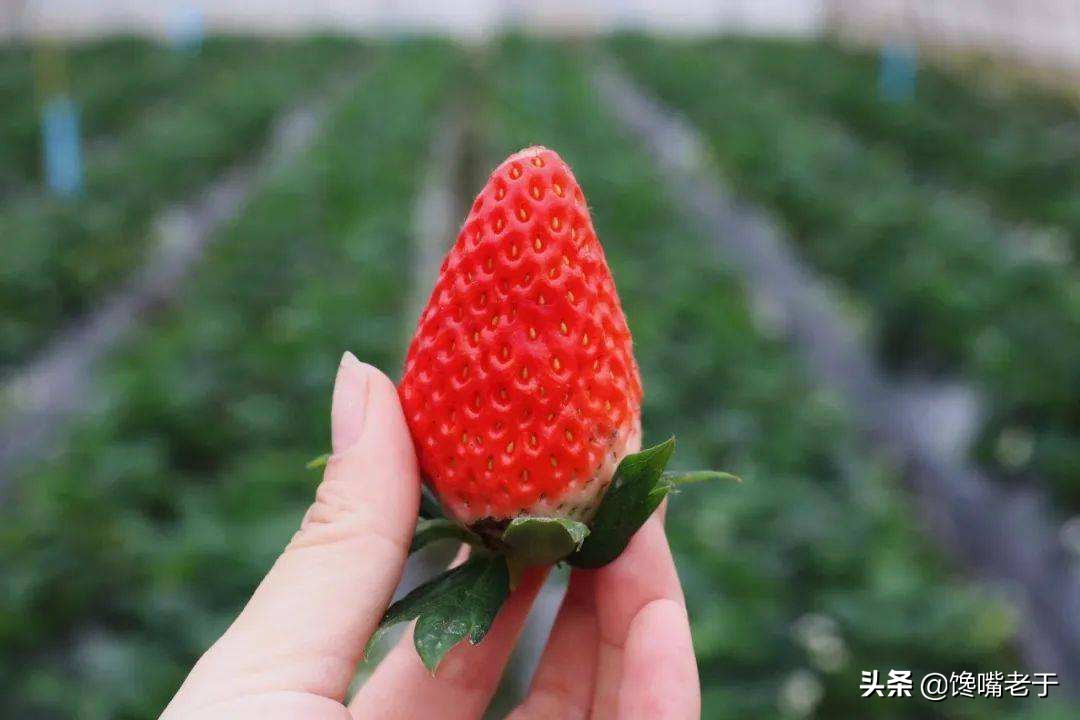 全国最好的草莓品种,全国草莓好吃排行榜