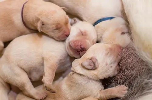 狗狗泌尿道感染的前兆,狗狗妇科问题