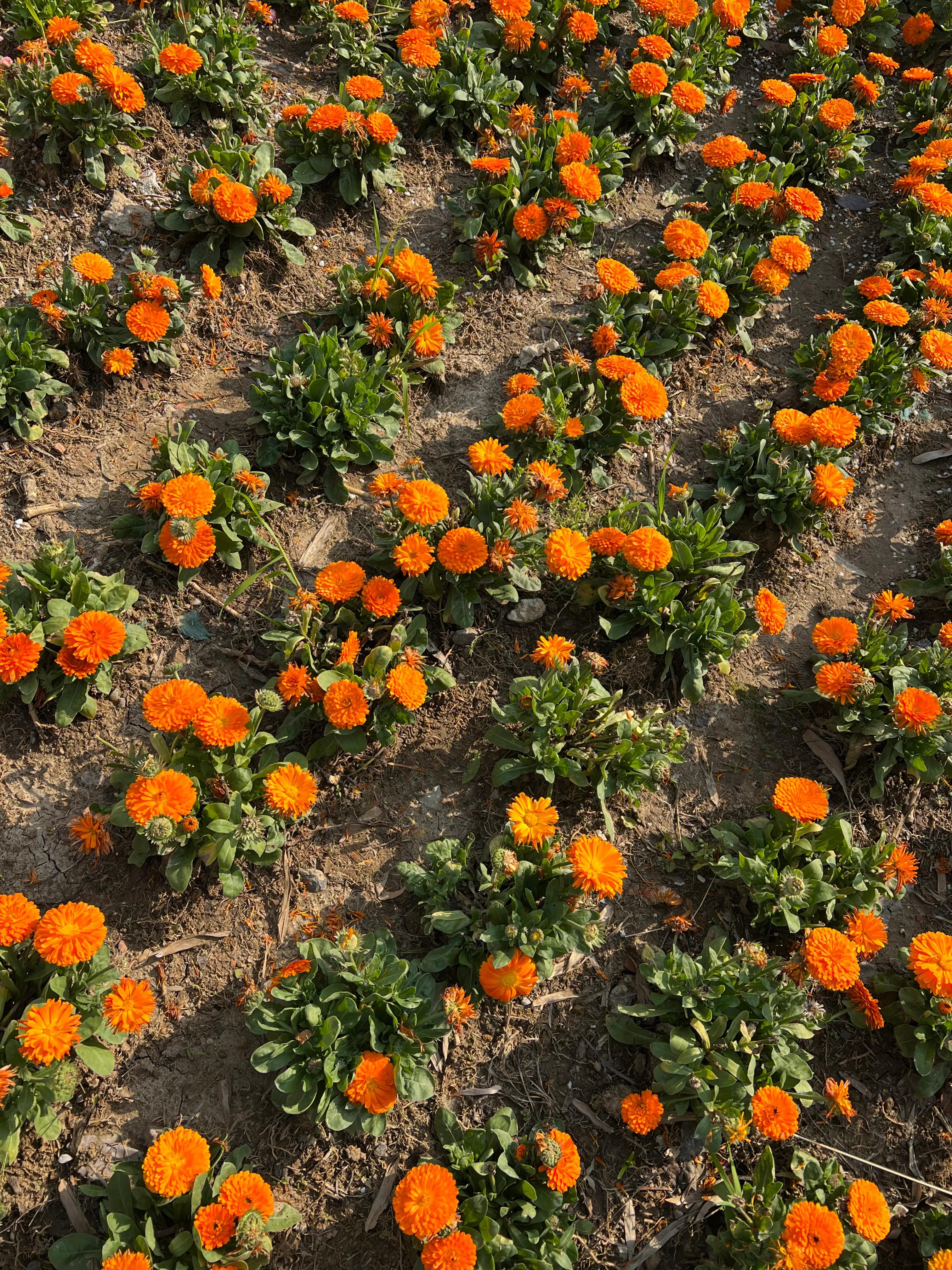 武汉园博园自然博物馆,武汉园博园门票