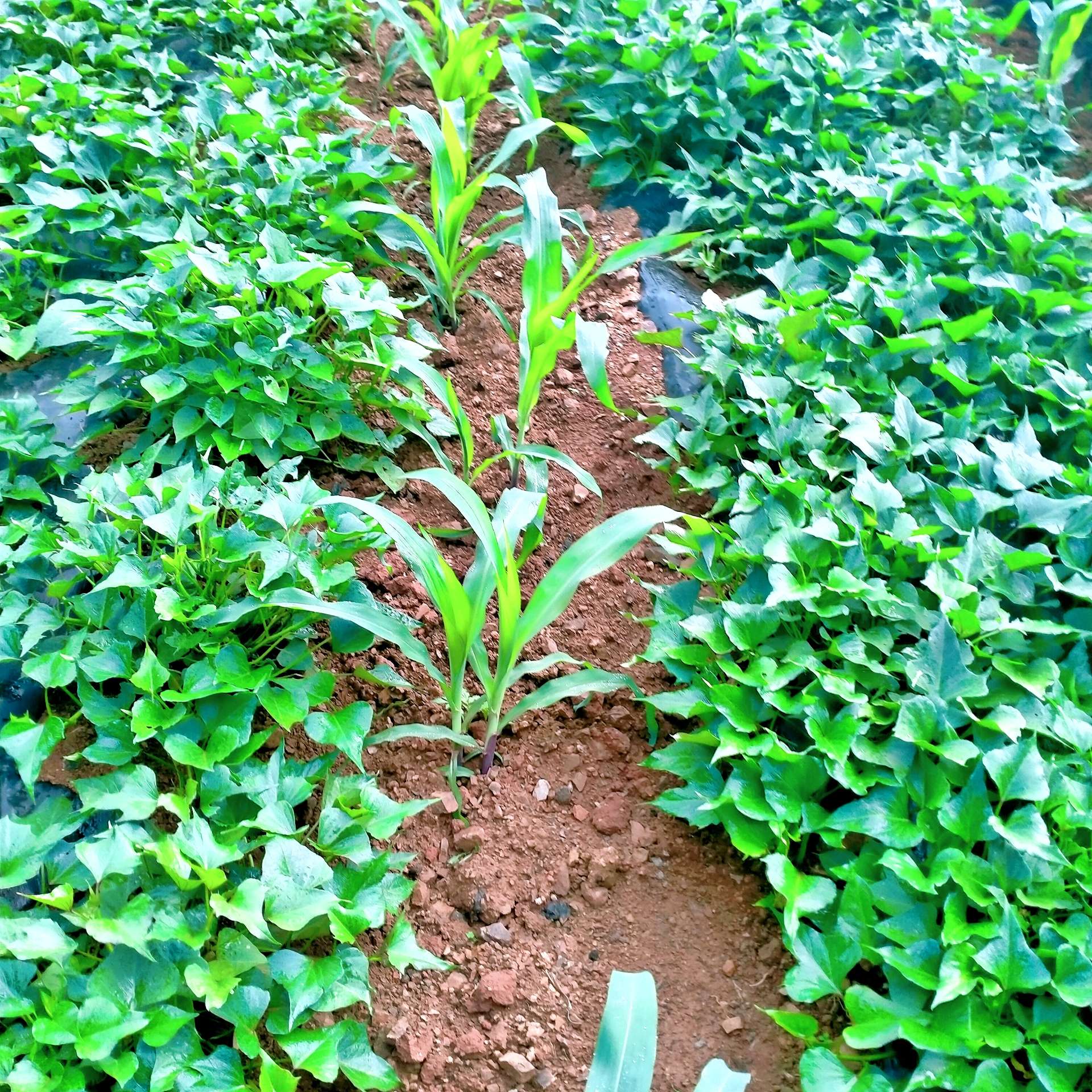 多想一觉醒来，我还是那个赖床的孩子