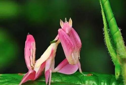 罕见的动物有趣照片难得一见,一些不为人知的美丽动物的照片