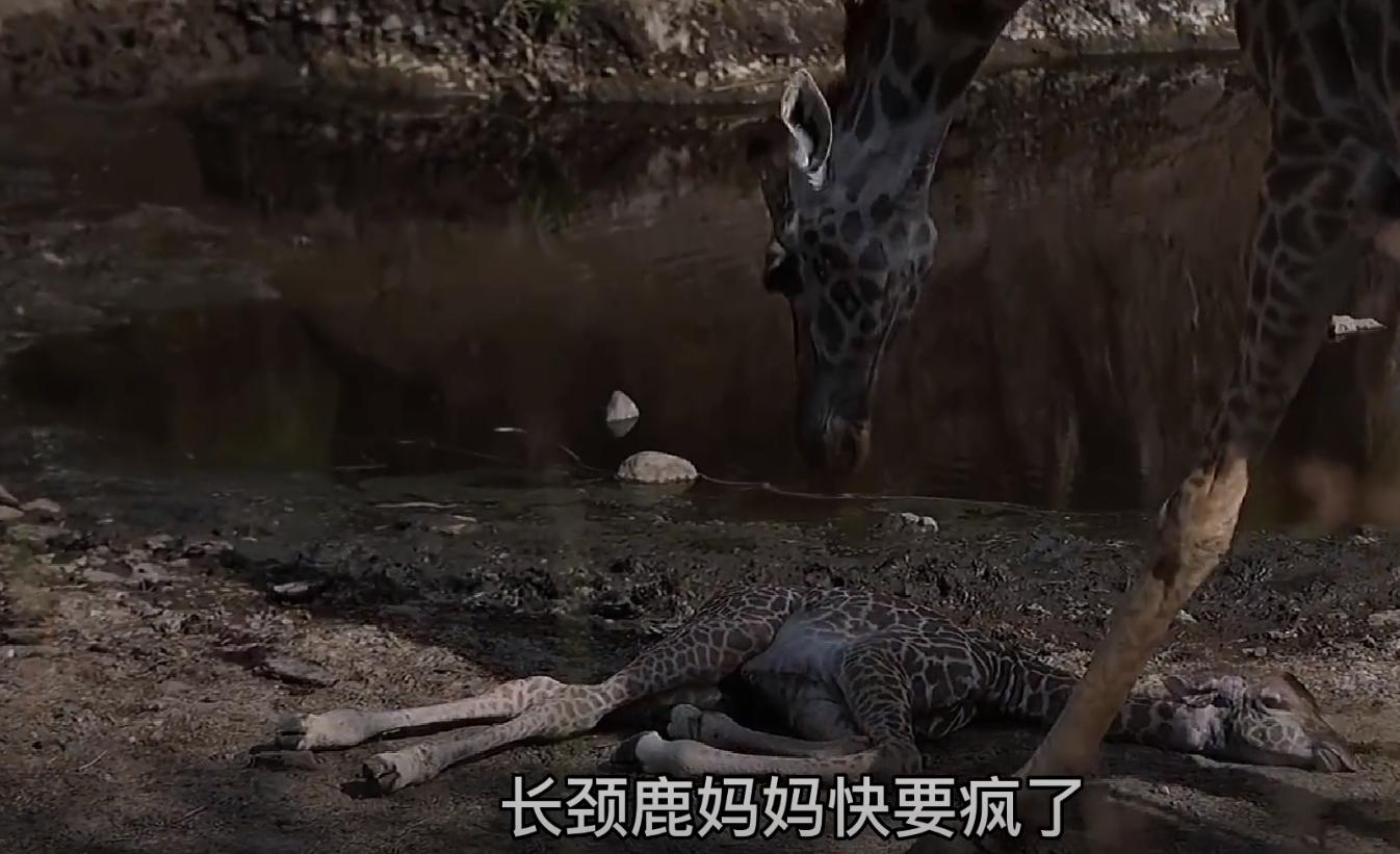 螳螂大战100只世界上最弱的蚂蚁,七大食肉动物大战大象和犀牛