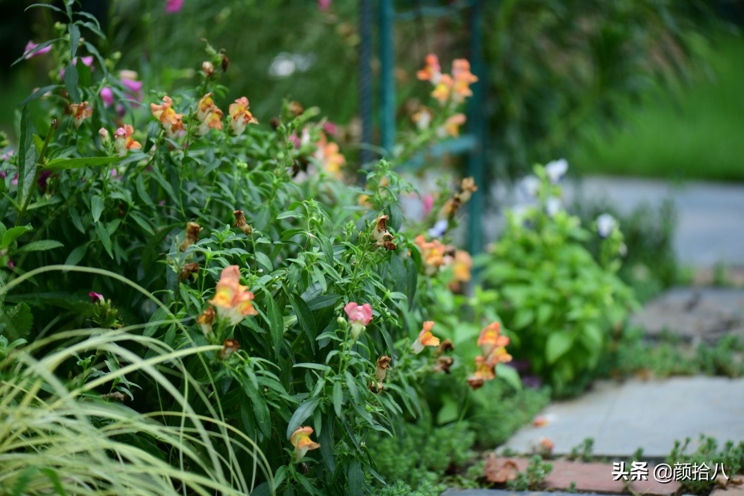 看到你的花园那么惨，我就安心了|园丁