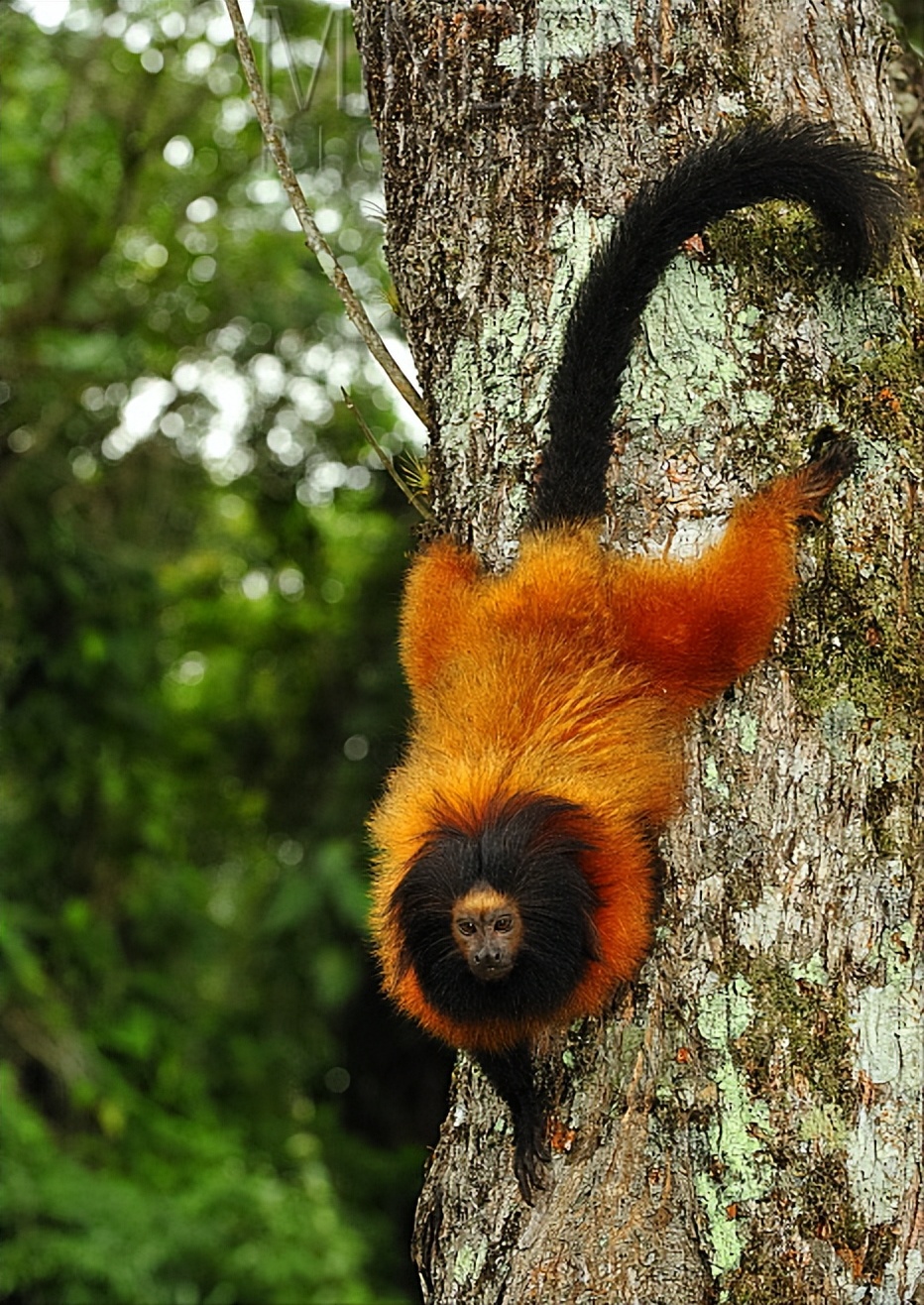巴西金色狨猴,巴西金丝猴