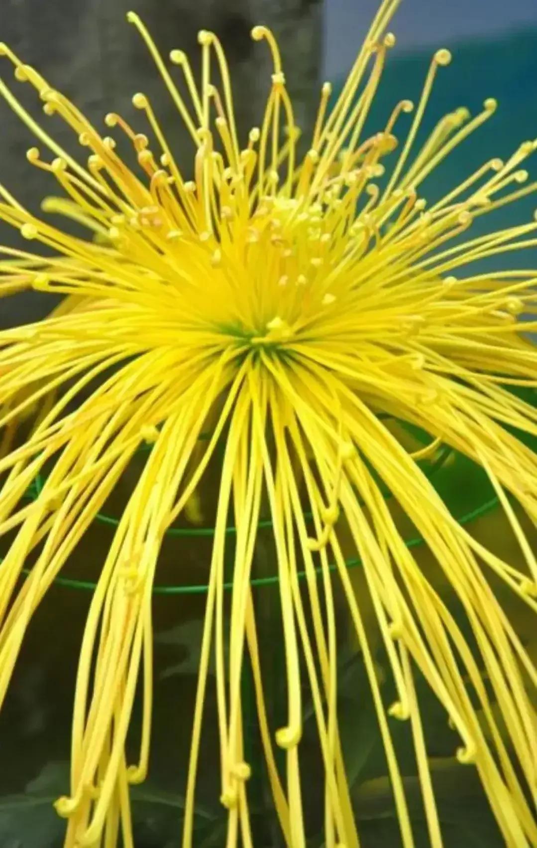 最最漂亮的金丝菊图片,美丽的金丝菊美图