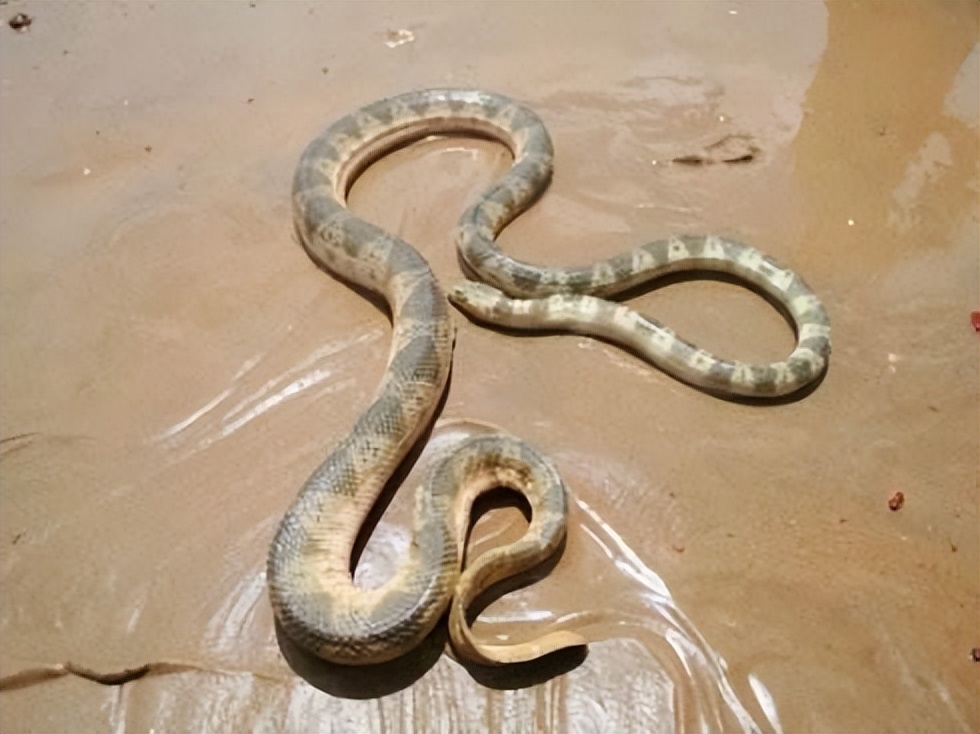 海蛇毒还是陆地蛇毒 (世界上毒性最强的海蛇是什么海蛇)