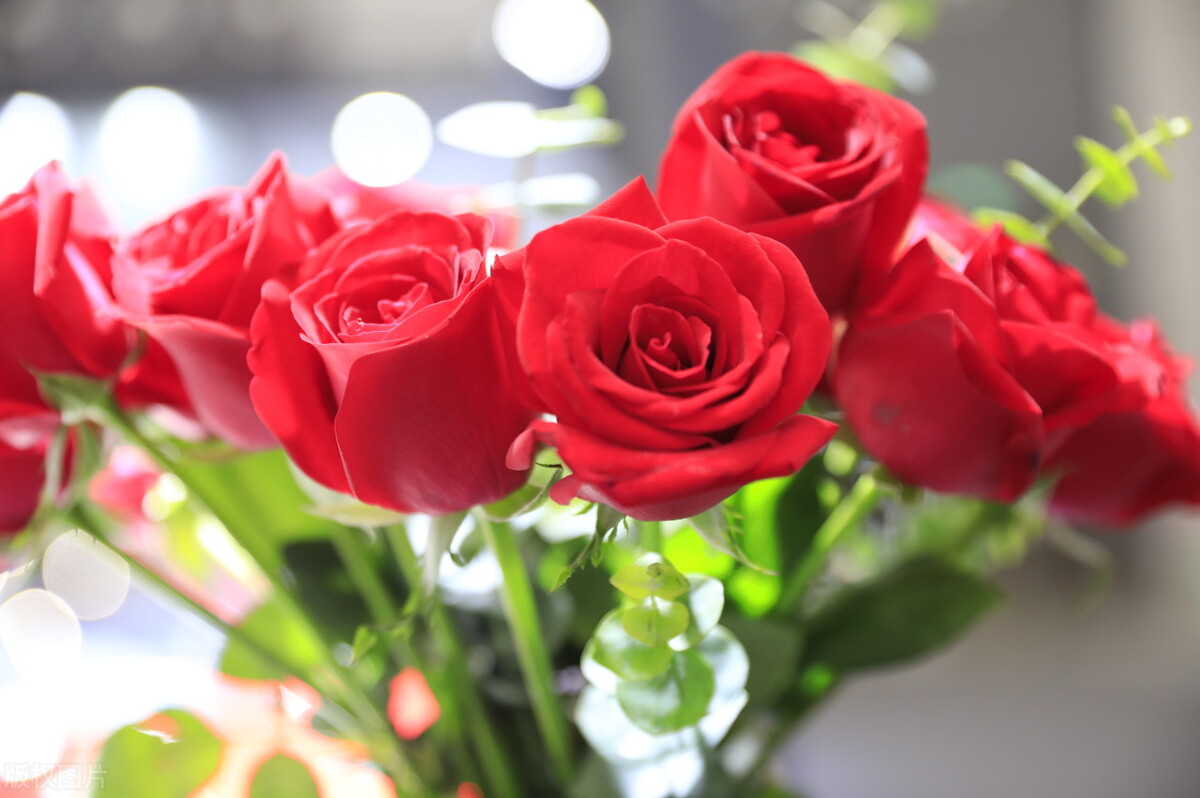 送玫瑰的正确方式,送玫瑰花的图片数量和意义