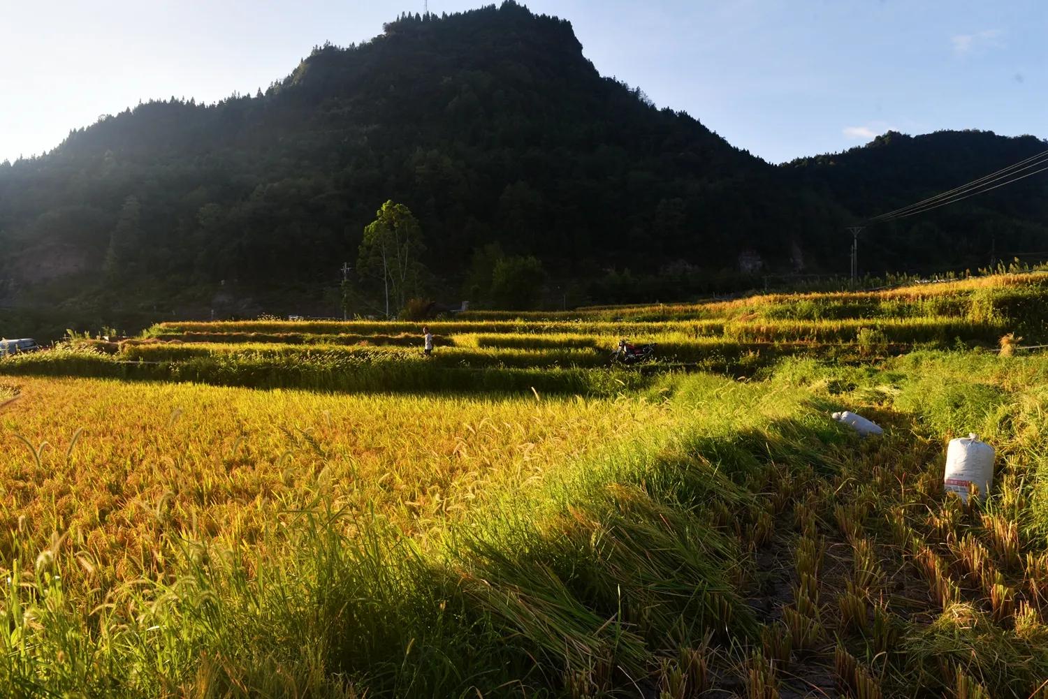 稻菽飘香各地丰收忙,稻菽飘香图片
