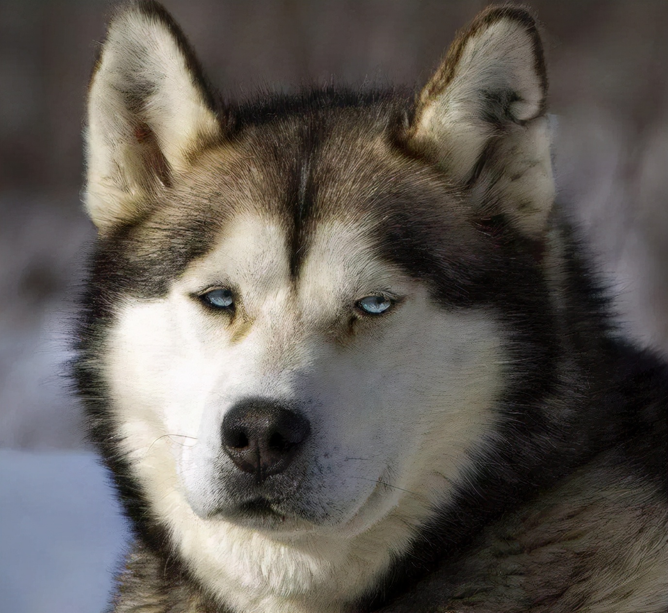 养泰迪怎么挑选狗粮呢,中大型犬吃什么狗粮好呢