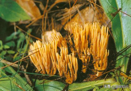 丛枝菌根真菌介绍,丛枝菌根对植物的影响