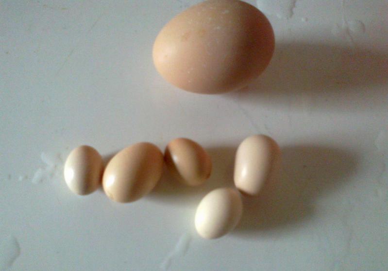 鸡产小蛋是怎么回事,为什么鸡会生小蛋