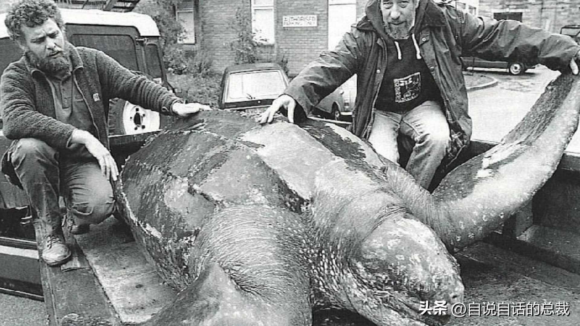 龟蛇大战巨龟视频,罕见别致的龟蛇大战