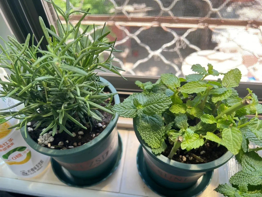 阳台种菜种哪些长得比较快,阳台种菜推荐种什么