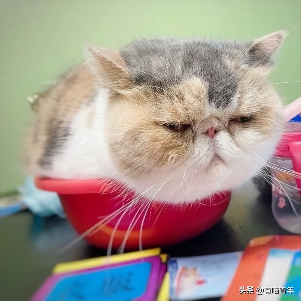 流泪猫猫头原图,最近猫猫头为什么这么火