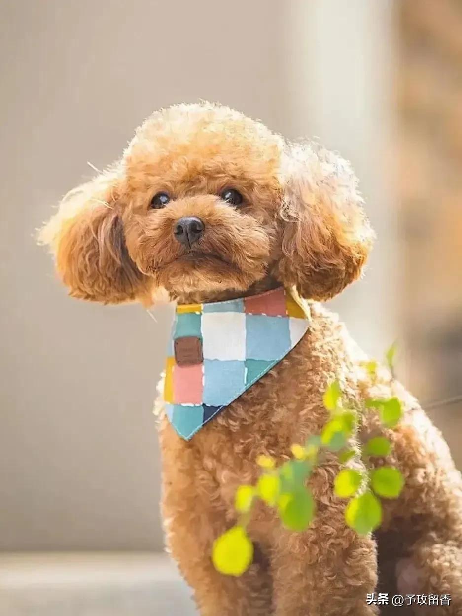 狗的种类常见宠物狗的品种及特点,宠物狗种类及特点