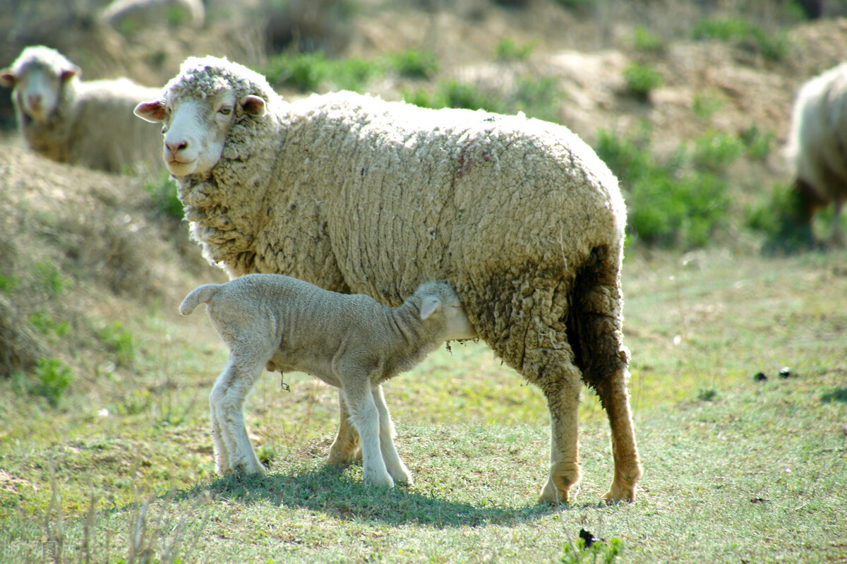母羊喂养注意事项和方法,母羊下完羊怎么饲养