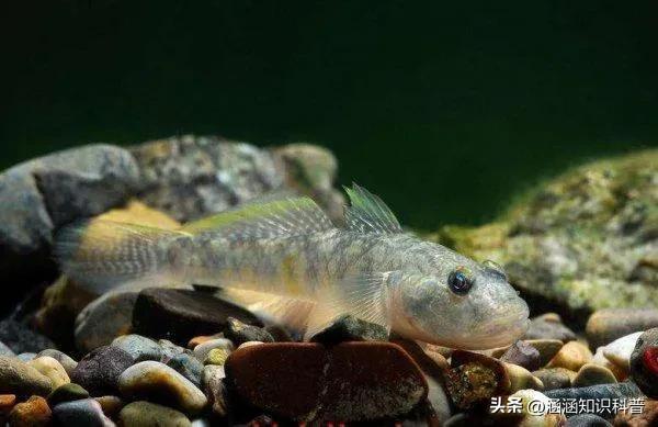 科普知识大全世界之最,世界之最百科知识大全视频讲解