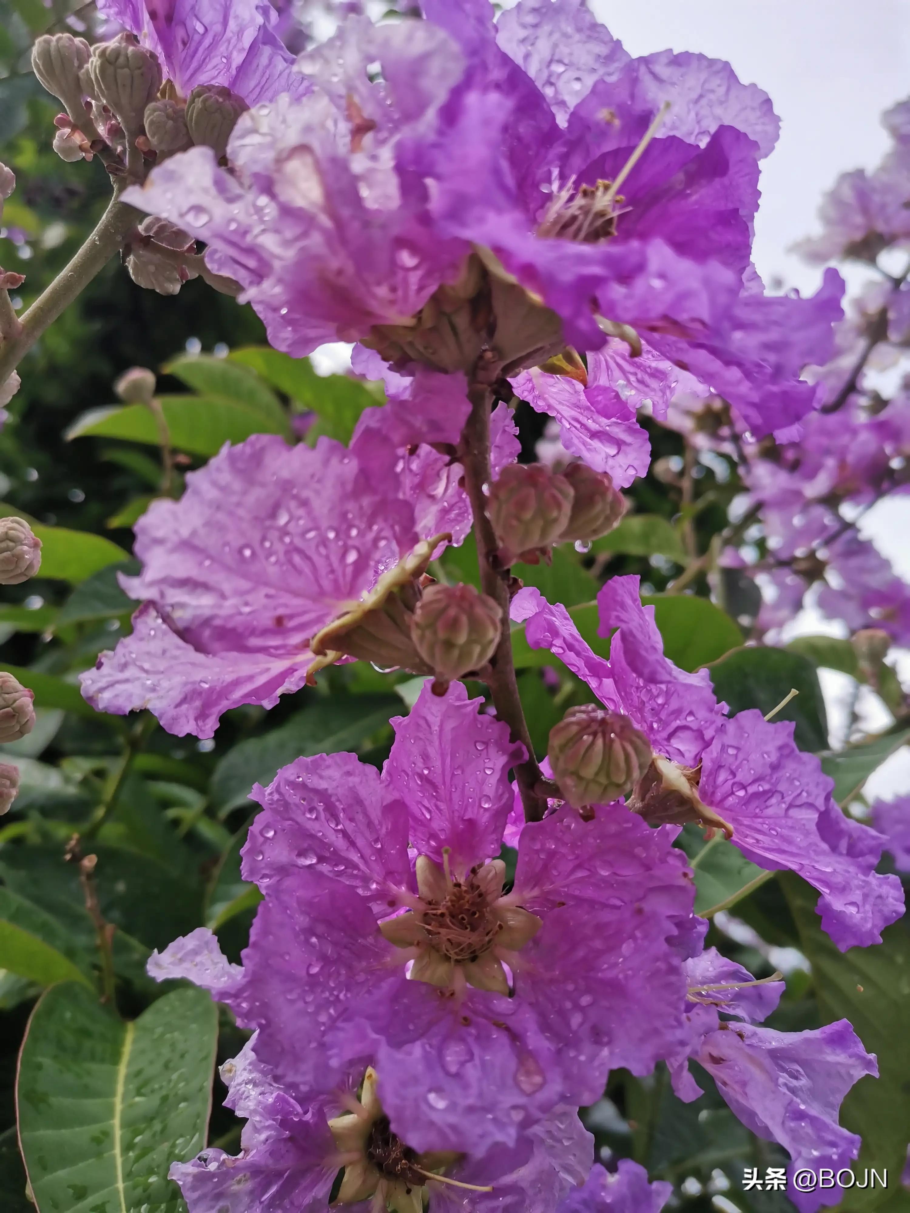 你能认出几种花来,大家能猜出什么花