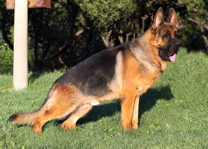 被列入禁养名单的狗,自己养的狗是禁养犬应该怎么处理