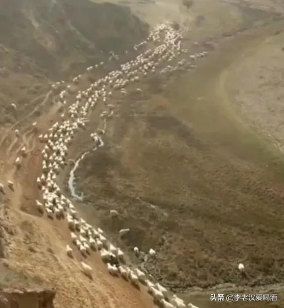 1998创业的胡业勇养羊成功案例,穷小子创业奇迹全集