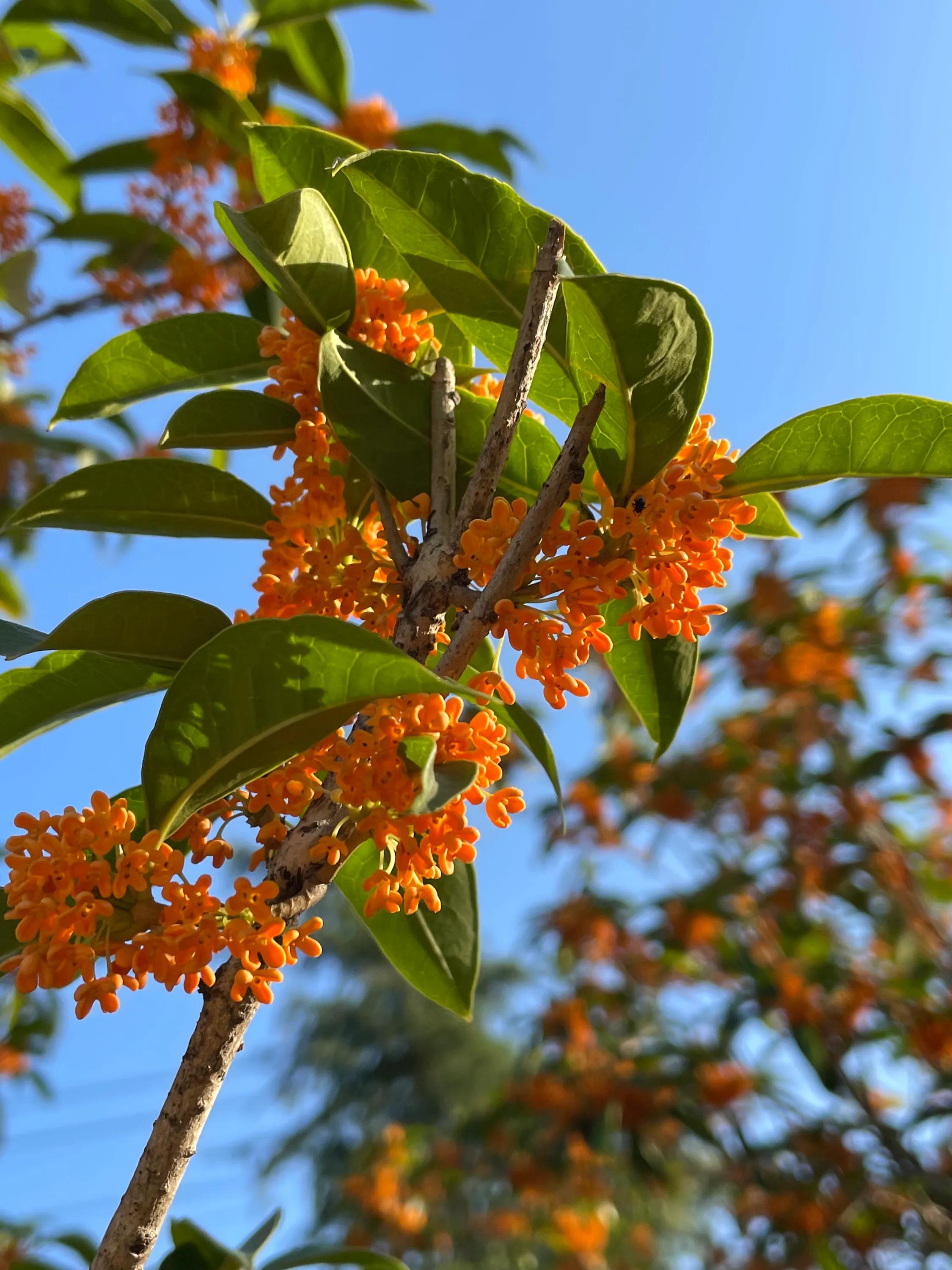 丹桂飘香商贸有限公司,丹桂飘香是什么季节