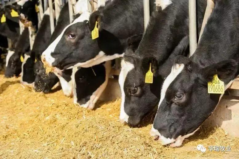 丙酸钙喂牛的好处,丙戊酸钙吃了有什么效果