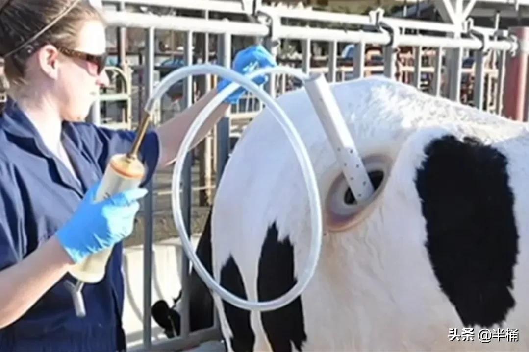 美国为什么养牛要在牛身上开洞,美国人养牛为什么要在牛身上开洞