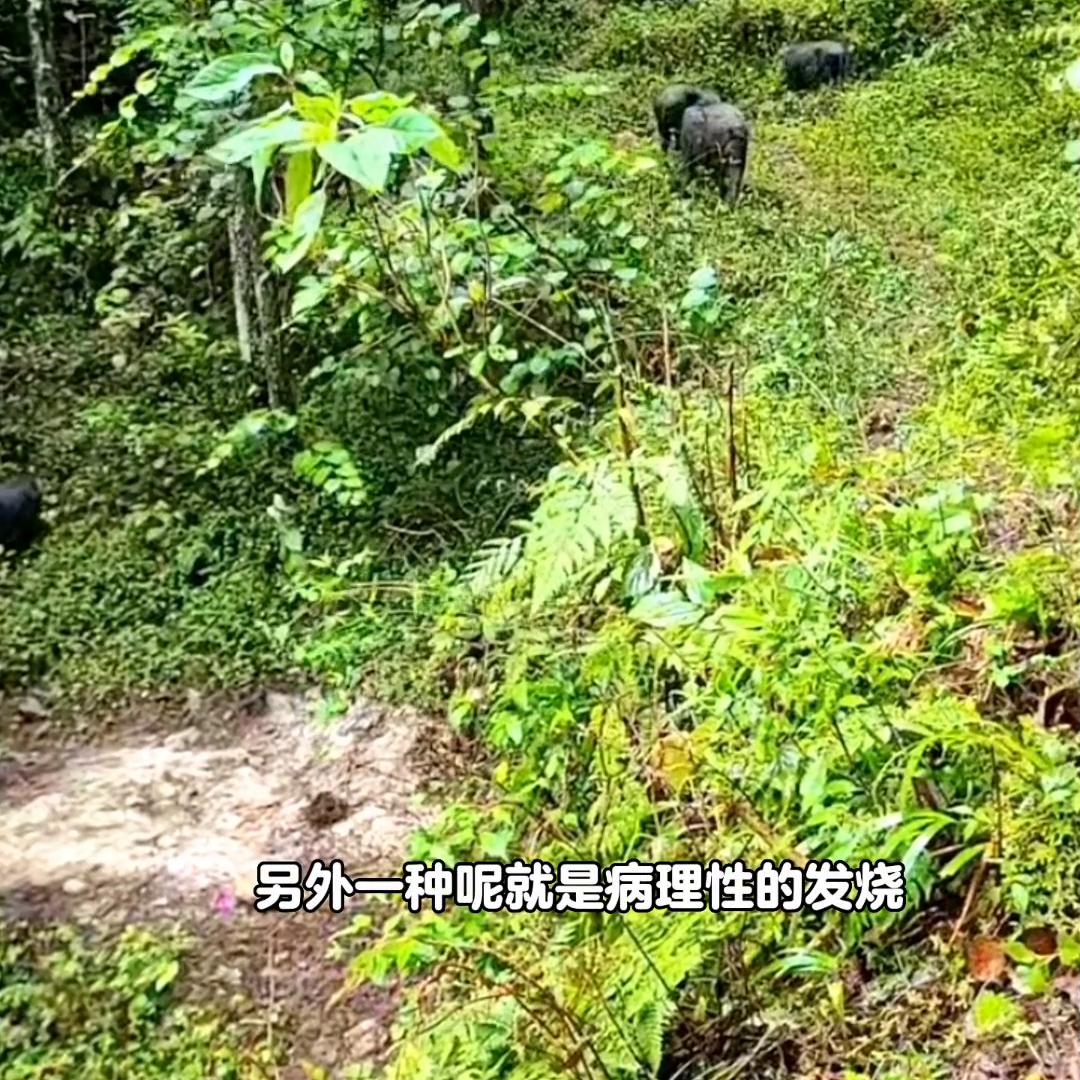 猪产后十五天反复发烧喘怎么办,猪反复发烧是什么原因引起的