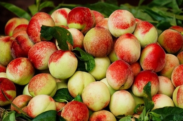 五一期间金堂附近水果采摘,欢迎光临金堂县万亩果园观光采摘