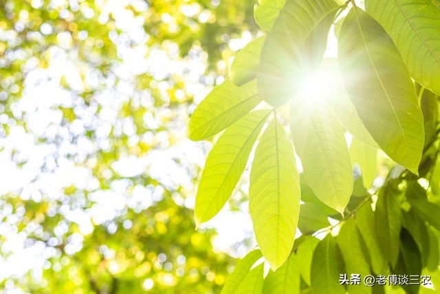农谚说夏至三庚才入伏冬至才数九,农谚说入伏下雨好不好