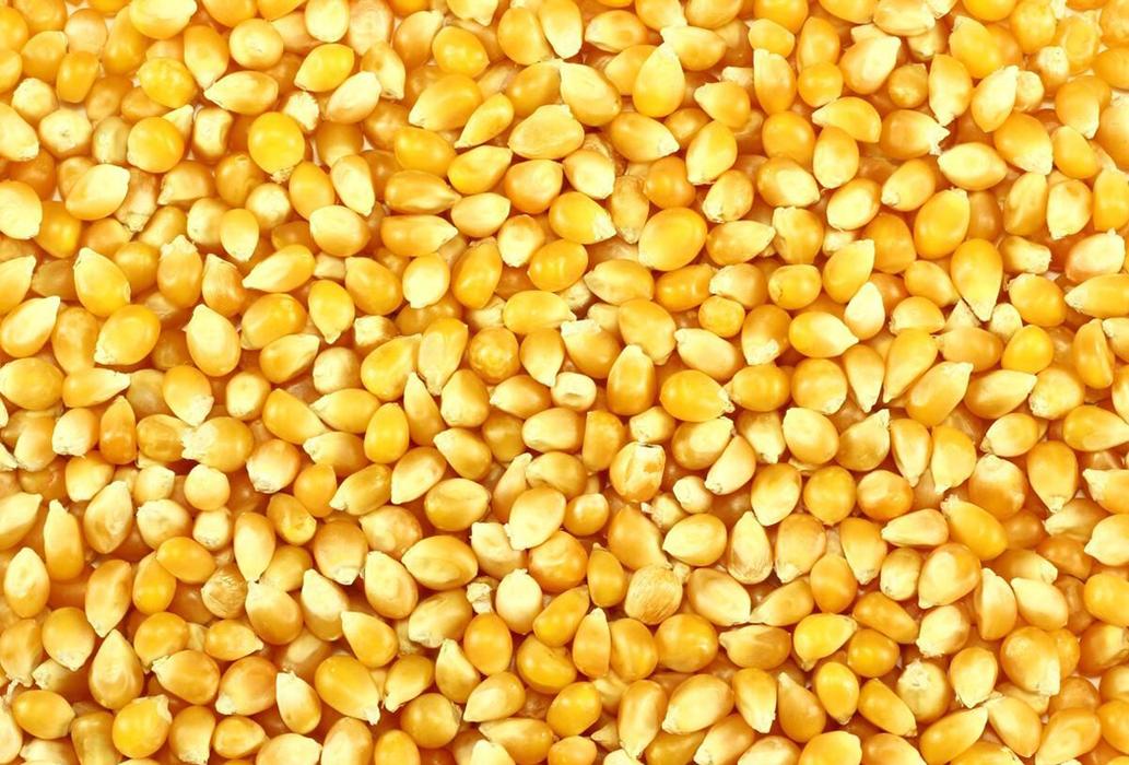 同一种玉米种大粒和小粒哪个好,玉米品种大粒好还是小粒好