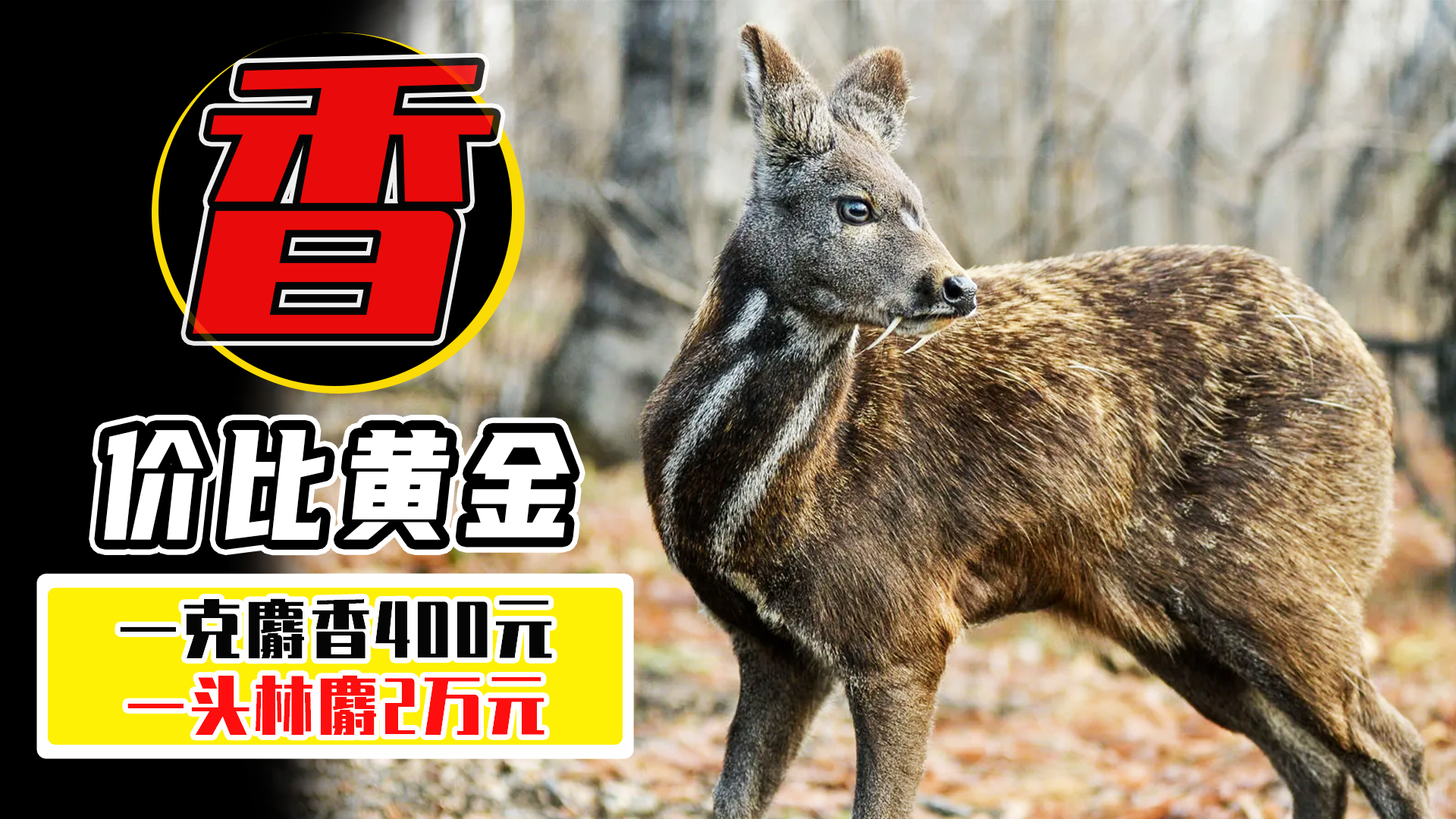 一克400元供不应求，麝香卖那么贵，为什么没几个人养殖？