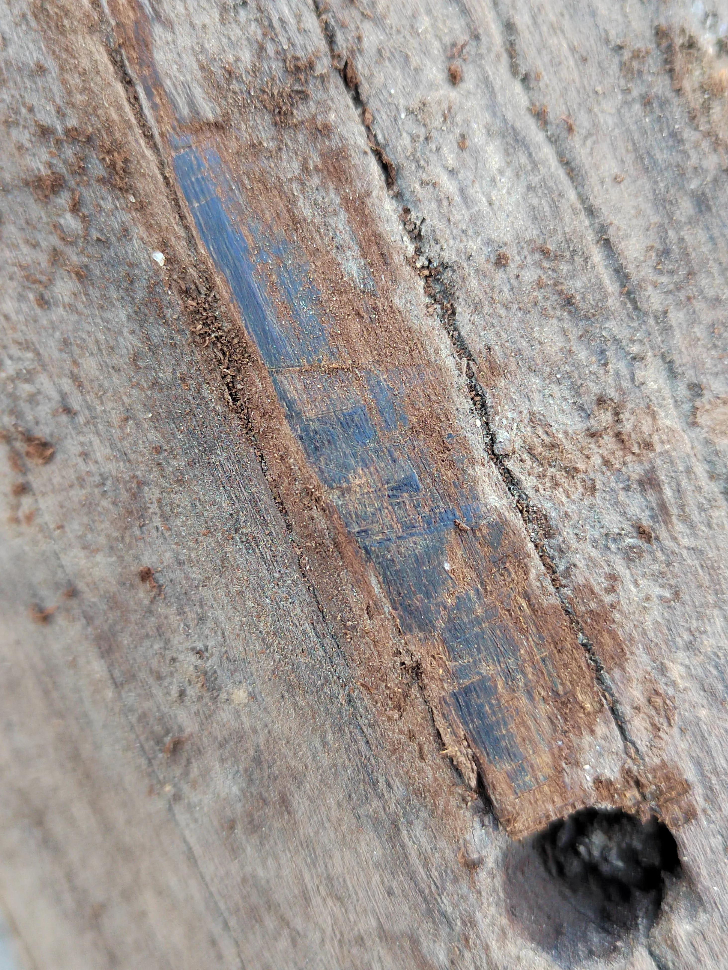 白奇楠莺歌绿奇楠黑奇楠哪个好,黑奇楠和白奇楠沉香哪个好