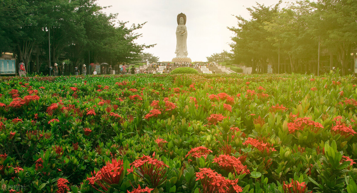 中国十大名花山茶花欣赏,世界十大名花图