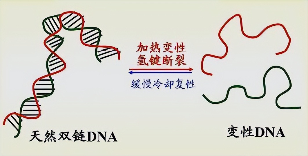 粮食中真菌的检测,粮食中真菌毒素检测的优缺点
