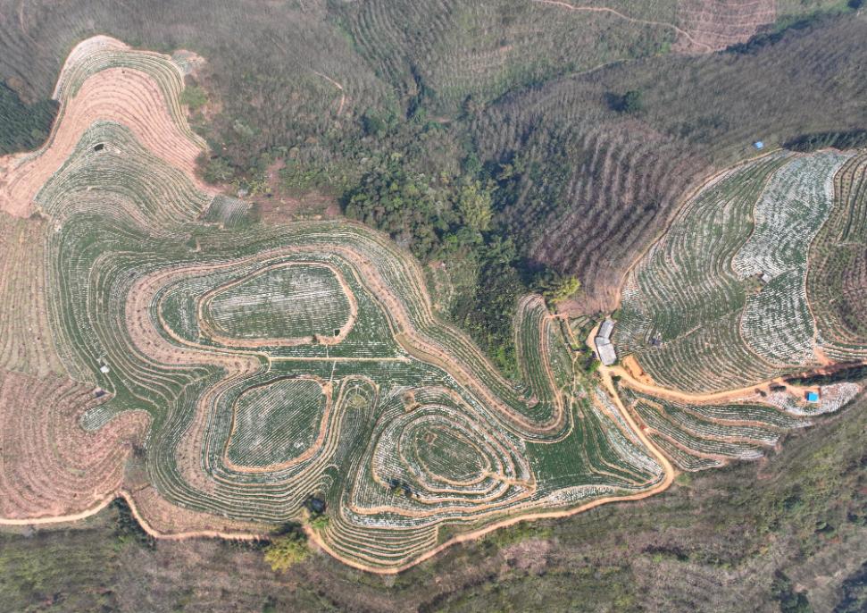 者米：万亩“金果果”铺就拉祜山乡致富路