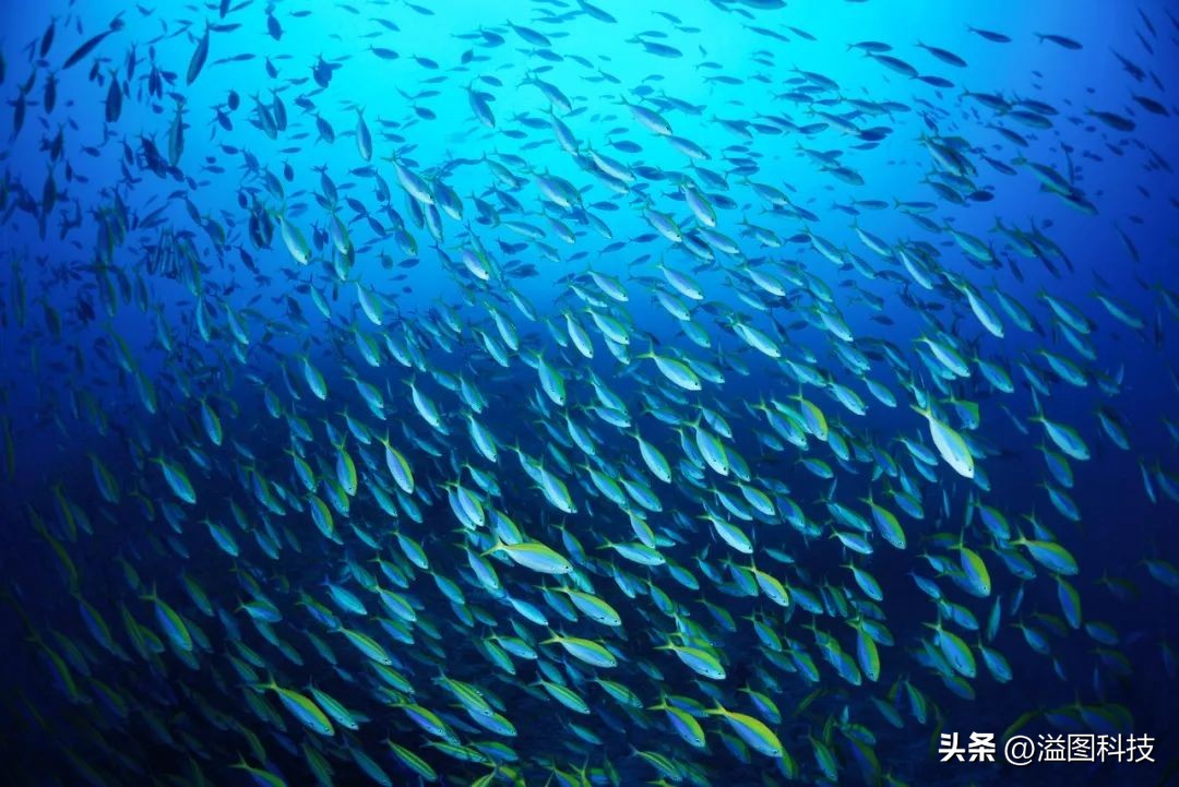 尼康d800和d800e和d810,尼康d810可以用d800快门叶片吗