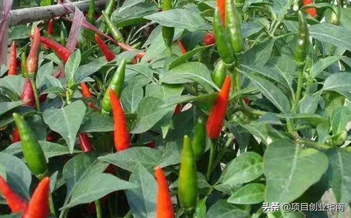 乡镇干什么项目能挣钱,乡镇能做的赚钱项目