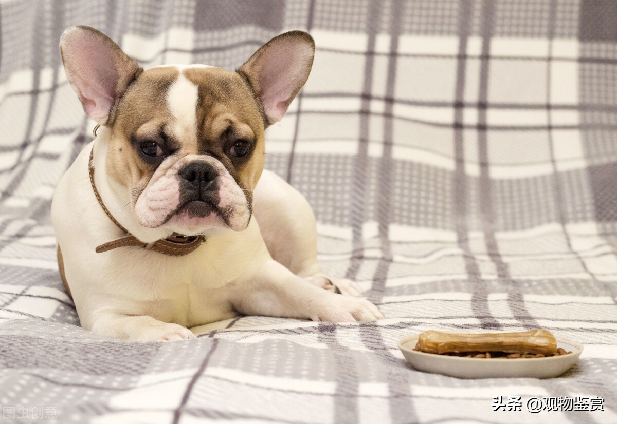 狗狗太闹怎么让它听话吃饭,狗狗太闹腾了怎么办泰迪
