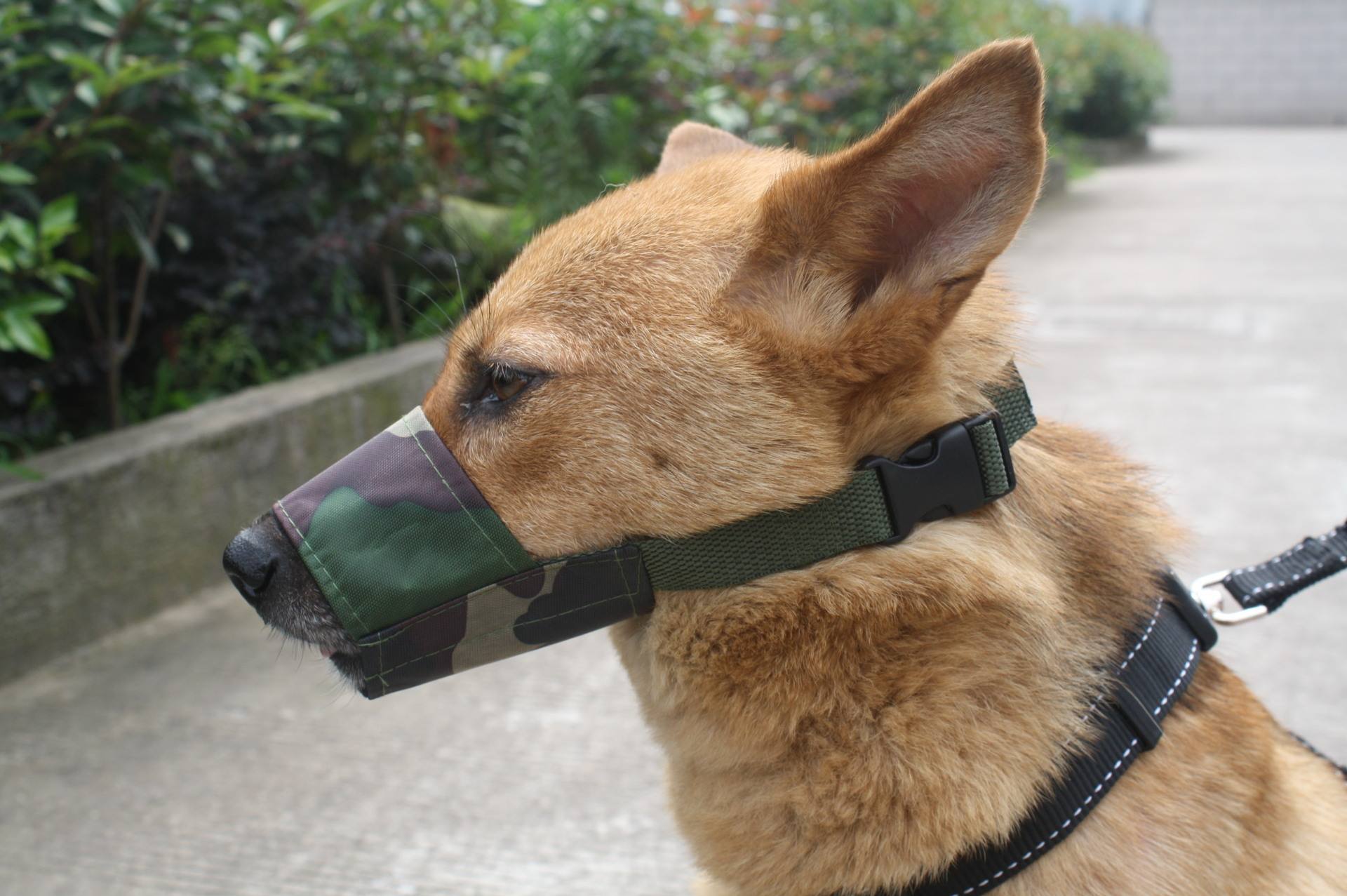 狗狗舔别的狗尿液是什么原因,狗狗舔你的原因你不一定知道