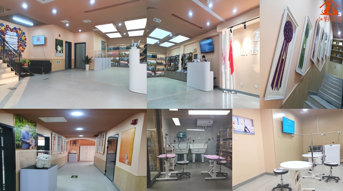 小野宠爱美容培训,小野宠爱宠物美容培训