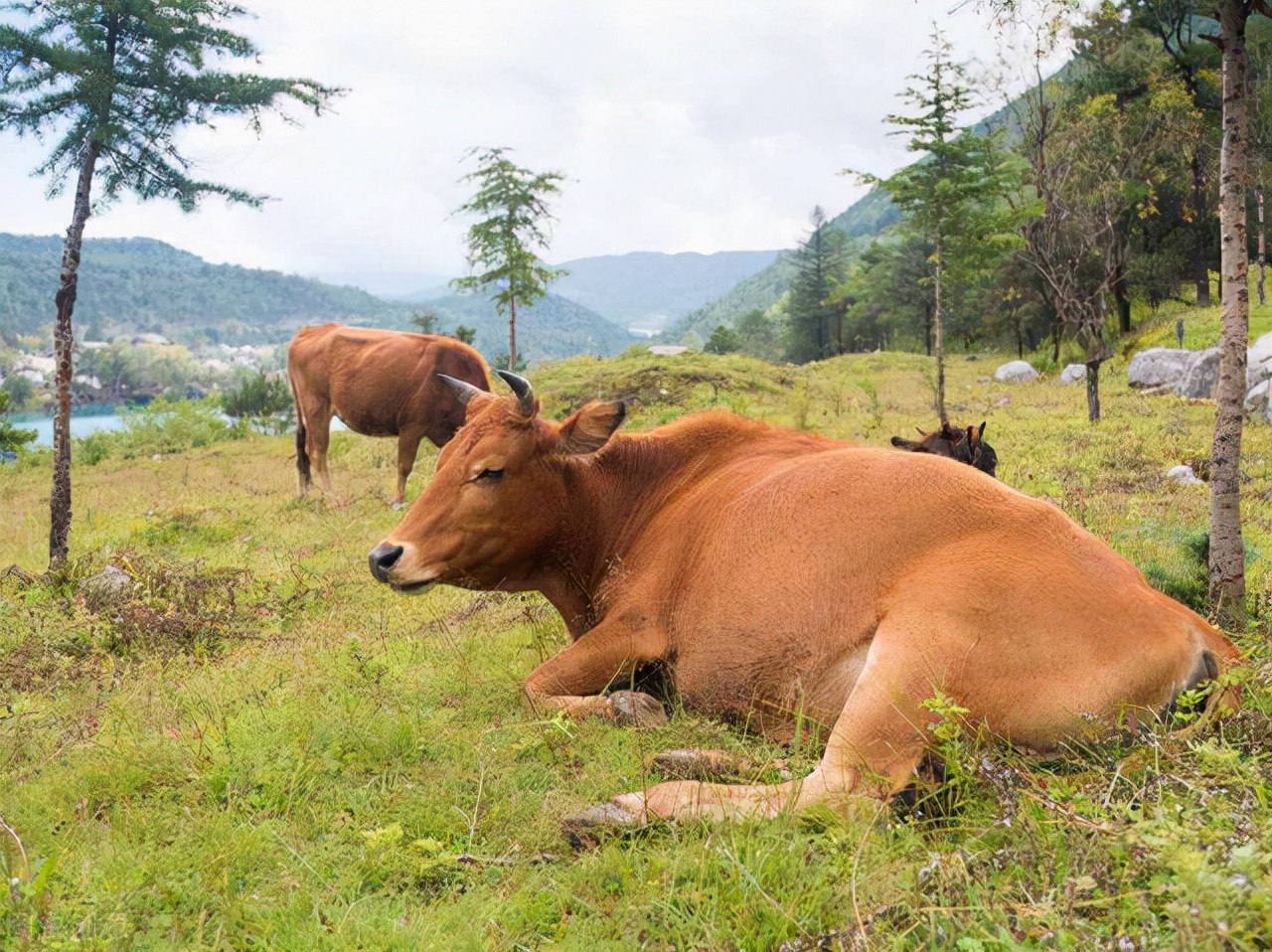 治疗牛结节病的最新方法,牛结节病的治疗方法最新视频