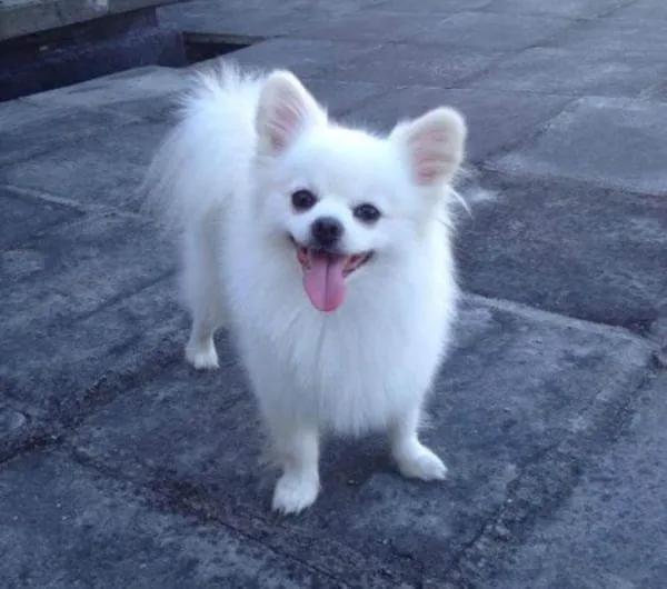 养狗治愈生活的苦,养狗的乐趣和烦恼全集