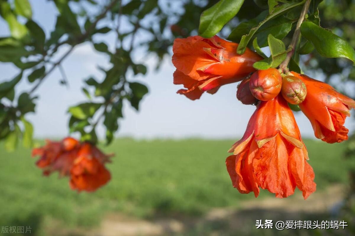 石榴花壁纸生如夏花,石榴花盛开的夏天