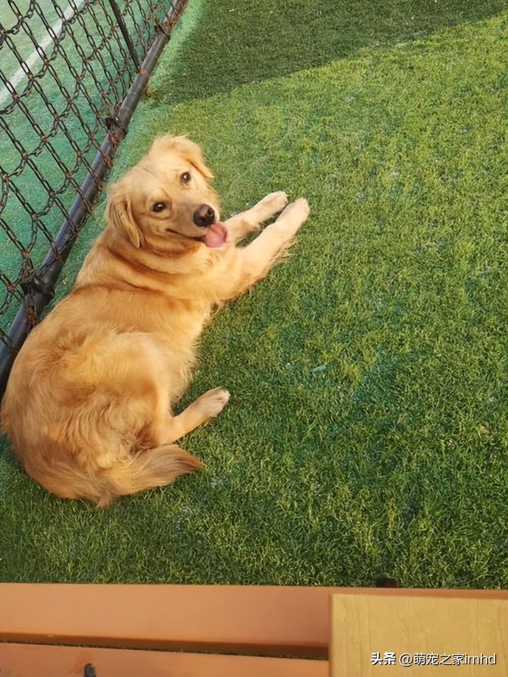 狗狗聪明的十个表现,狗狗聪明的七个表现